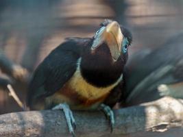 aracari dalle orecchie di castagno foto