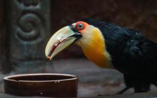 verde fatturato tucano foto