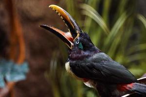 aracari dalle orecchie di castagno foto