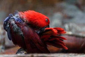 eclectus pappagallo nel zoo foto
