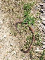 morto serpenti siamo isolato con verde erba foto