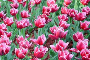 immagine di bellissimo tulipani su superficiale in profondità di campo vicino su foto