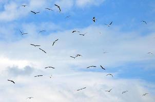 un' lotto di bianca gabbiani volare nel il nuvoloso blu cielo foto