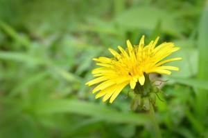 giallo dente di leone di il campo. estate fiori siamo giallo con verde erba e bianca bokeh. foto