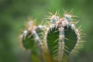 cactus specie avvicinamento foto.