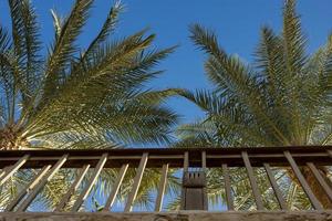 tropicale palma alberi e di legno scherma, recinto contro il blu cielo. parte inferiore Visualizza. foto