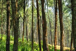 il naturale scenario di il legna foresta quello è adatto come un' sfondo foto