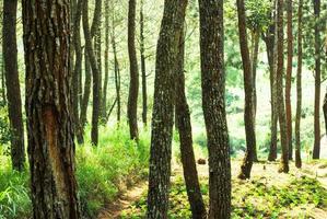 il naturale scenario di il legna foresta quello è adatto come un' sfondo foto