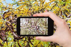 turista fotografie picchi su ramoscelli di acacia albero