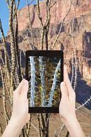 turista tiro foto di cactus nel mille dollari canyon