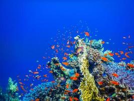 sorprendente colorato Pesci e coralli con in profondità blu acqua mentre immersione foto