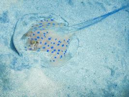 blu macchiato Stingray scava in il sabbia su il parte inferiore di il mare foto