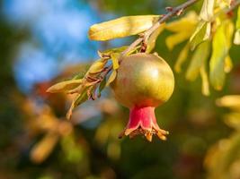 acerbo verde Melograno frutta su un' ramo foto