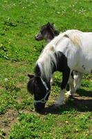 cavalla e puledro miniatura cavallo nel un' campo foto