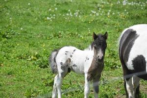 assolutamente adorabile nero e bianca neonato miniatura cavallo foto