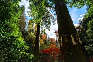 santo albero di yuki-jinja, un' famoso shinto santuario su il motivo di kurama tempio, un' tempio situato a il base di montare kurama nel il lontano nord di kyoto prefettura, kansai, Giappone foto