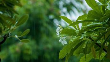 Visualizza di pioggia nel il giardino foto