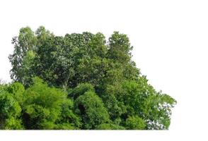 foresta e fogliame nel estate isolato su bianca sfondo foto