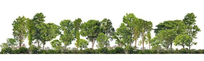 verde alberi isolato su bianca sfondo.sono foresta e fogliame nel estate per tutti e due stampa e ragnatela pagine con tagliare sentiero e alfa canale foto