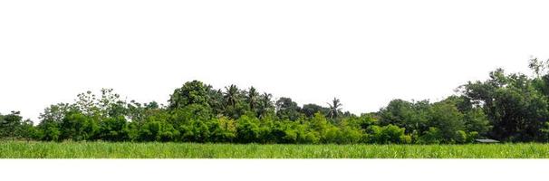 verde alberi isolato su bianca sfondo.sono foresta e fogliame nel estate per tutti e due stampa e ragnatela pagine con tagliare sentiero e alfa canale foto