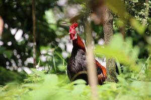 gallinacei della giungla rossa foto