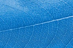 macro foglia struttura blu colorato con bellissimo sollievo facture di pianta, vicino su macro foto