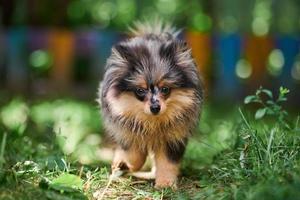 cucciolo di spitz di Pomerania in giardino foto