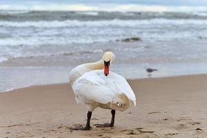 bianca muto cigno in piedi su riva del mare e pulizia piume foto
