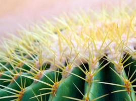 specie di cactus echinocactus grusonii, cactus a botte d'oro foto
