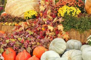 colorato biologico zucche e zucche su agricolo giusto. raccolta autunno tempo concetto. giardino autunno naturale pianta. ringraziamento Halloween arredamento. festivo azienda agricola rurale sfondo. vegetariano cibo. foto