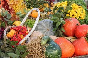 colorato biologico zucche e zucche su agricolo giusto. raccolta autunno tempo concetto. giardino autunno naturale pianta. ringraziamento Halloween arredamento. festivo azienda agricola rurale sfondo. vegetariano cibo. foto