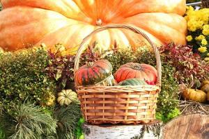 colorato biologico zucche e zucche su agricolo giusto. raccolta autunno tempo concetto. giardino autunno naturale pianta. ringraziamento Halloween arredamento. festivo azienda agricola rurale sfondo. vegetariano cibo. foto