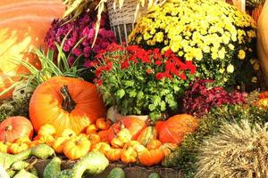 colorato biologico zucche e zucche su agricolo giusto. raccolta autunno tempo concetto. giardino autunno naturale pianta. ringraziamento Halloween arredamento. festivo azienda agricola rurale sfondo. vegetariano cibo. foto