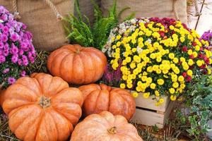 colorato biologico zucche e zucche su agricolo giusto. raccolta autunno tempo concetto. giardino autunno naturale pianta. ringraziamento Halloween arredamento. festivo azienda agricola rurale sfondo. vegetariano cibo. foto