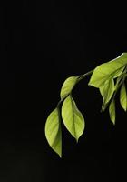 verde le foglie su il nero sfondo foto