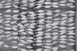 pesce a partire dal pescatori quello siamo secco nel il sole per rendere esso Di Più durevole, il processi di fabbricazione salato pesce foto