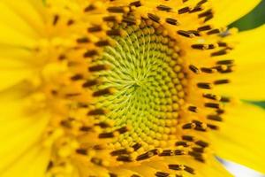 bellissimo girasole avvicinamento nel il giardino foto