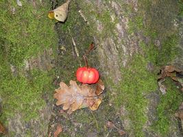 zucca su il sfondo di il autunno foresta nel Halloween foto