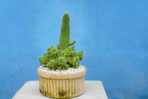 cactus impianti nel vecchio bianca pentole su blu gesso muri. foto