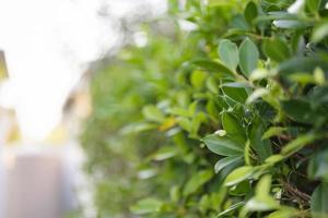 sfocatura pianta verde foglia nel giardino con bokeh sfondo foto