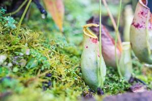 carnivoro brocca impianti o scimmia tazze nel il giardino foto