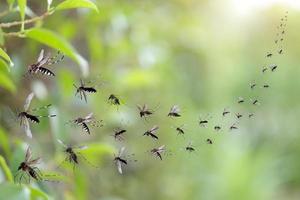 sciame di zanzare volare nel il parco foto