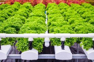 fresco biologico verde le foglie lattuga insalata pianta nel idroponica verdure azienda agricola sistema foto