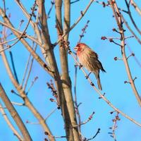 maschio Casa fringuello scelte il mini cuffie via un' albero ramo nel inverno foto