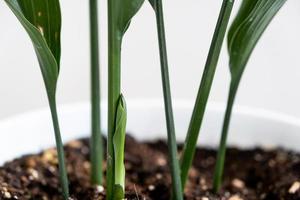 un' nuovo germoglio di aspidistra avvicinamento. un' pianta della casa con rigido le foglie e in crescita su di il terra. foto