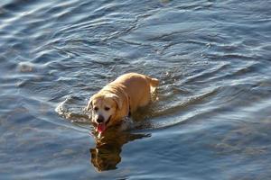 cane giocando e bagnarsi nel il mare nel il presto mattina ore. foto