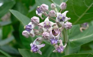 fiore corona in fiore, euforbia gigante, calotropis gigantea, fiore calotropo gigante foto