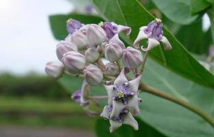 fiore corona in fiore, euforbia gigante, calotropis gigantea, fiore calotropo gigante foto