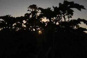 sole brilla attraverso pianta a tramonto. dettagli di natura. poco sole nel boschetti. foto
