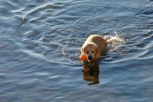 cane giocando e bagnarsi nel il mare nel il presto mattina ore. foto